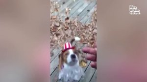 Лучшие Костюмированные Животные на Хэллоуин!