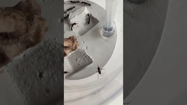 Венаторы колония 1 смотреть онлайн