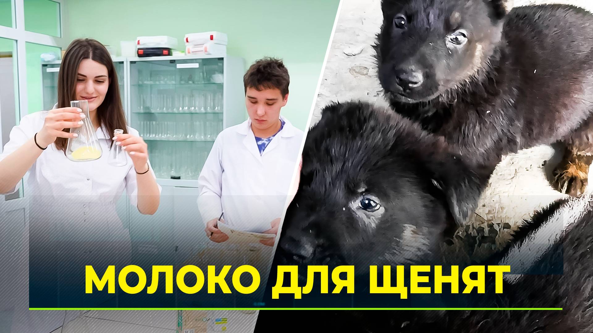 Студенты ГАУ Северного Зауралья разработали заменитель молока для щенят