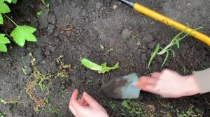 Салат из магазина можно снова посадить