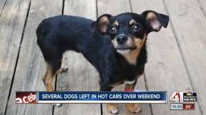 KC Pet Project working to save dogs in hot cars