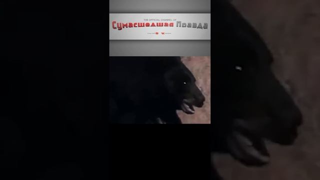 КОГО БОИТСЯ МЕДВЕДЬ? Пума