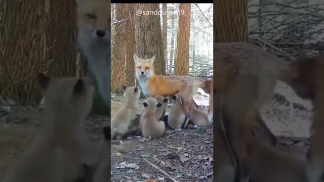 Лесные фотоловушки засняли, как мама-лисица заботится о своих семи детёнышах смотреть онлайн