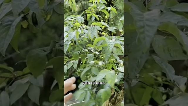 Формирование бересклета бородавчатого (часть 4)