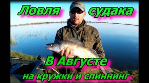 Судаки на кружки и спиннинг в августе.