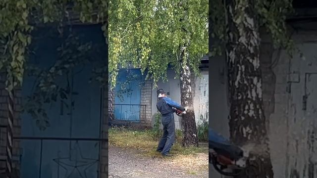 Пилим аварийное гнилое дерево за 1 минуту... #мульчерexpert #антонхатунцев
