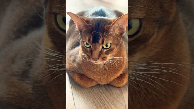ДВИГАЕМСЯ К УСПЕХУ! ♀️➡️❤️ #cat #smartcat #кот #умныйкот #smart #austin #животные #d