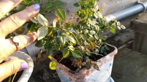 Прошло всего четыре дня и я его не узнаю