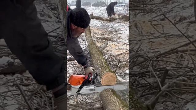Расчистка лесопосадки # #мульчер #услугимульчера #валкалеса #спилдеревьев #спилитьдерево #спил