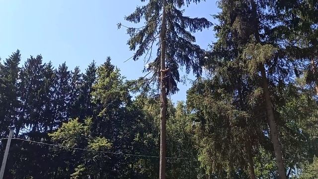 Удаление деревьев по частям в Московской области