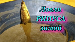 Ловля рыбки рипуса зимой