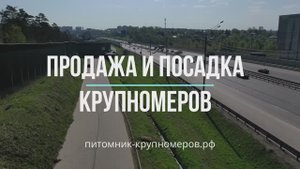 Посадка елей | Питомник-крупномеров.рф