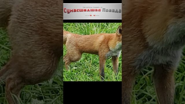 Опасность, поджидающая на шашлыках. №5 #истории#интересно#шашлыки#опасности#поджидающие#на шашлыках