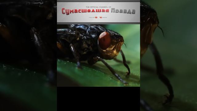 Топ самых опасных насекомых. Муха цеце.