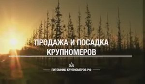 Питомник хвойных и лиственных растений.