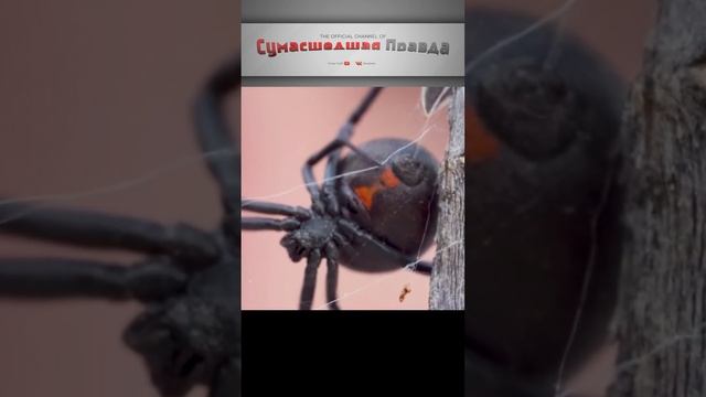 Паук "Черная Вдова" или Каракурт. Обитает в России и странах СНГ. Последствия укуса. Самый ядовитый.