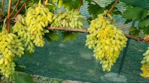 Кишмиш Ламборджині 2023