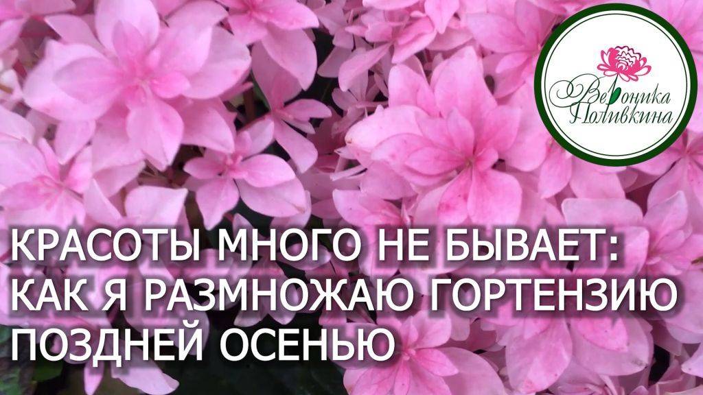 Гортензий много не бывает. Как получить много гортензий, практически, из отходов