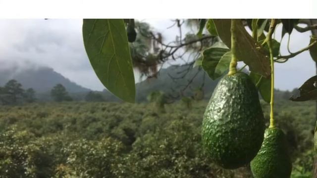 Зачем слушать авокадо: выбираем фрукт на рынке в Турции