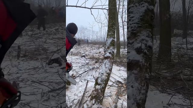 Расчистка лесопосадки # #мульчер #услугимульчера #валкалеса #спилдеревьев #спилитьдерево #спил