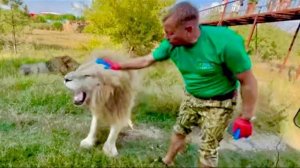 ШОК ВИДЕО! Белый лев подошел к Олегу Зубкову и почти спокойно дал себя гладить!