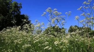 Звуки лета, жаркий июль, луговые травы, пение жаворонков и кузнечики. Летний релакс.