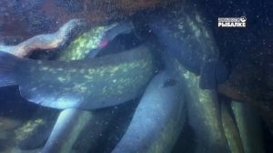 СОМ ЗИМОВКА.  Silurus glanis О чём молчат рыбы 73