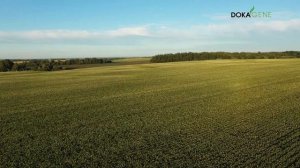 DokaGene. Фитопрочистка картофеля