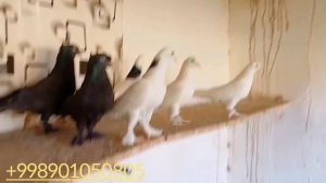 Голуби Узбекистана. ОБЗОР ПОРОД ГОЛУБЕЙ. Голуби Руслана.