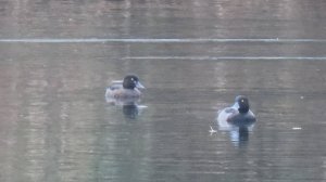 Хохлатая чернеть (Aythya fuligula)