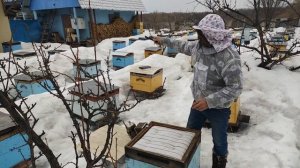 500+ Результат сверхранней выставки. Состояние расплода на 9 марта.