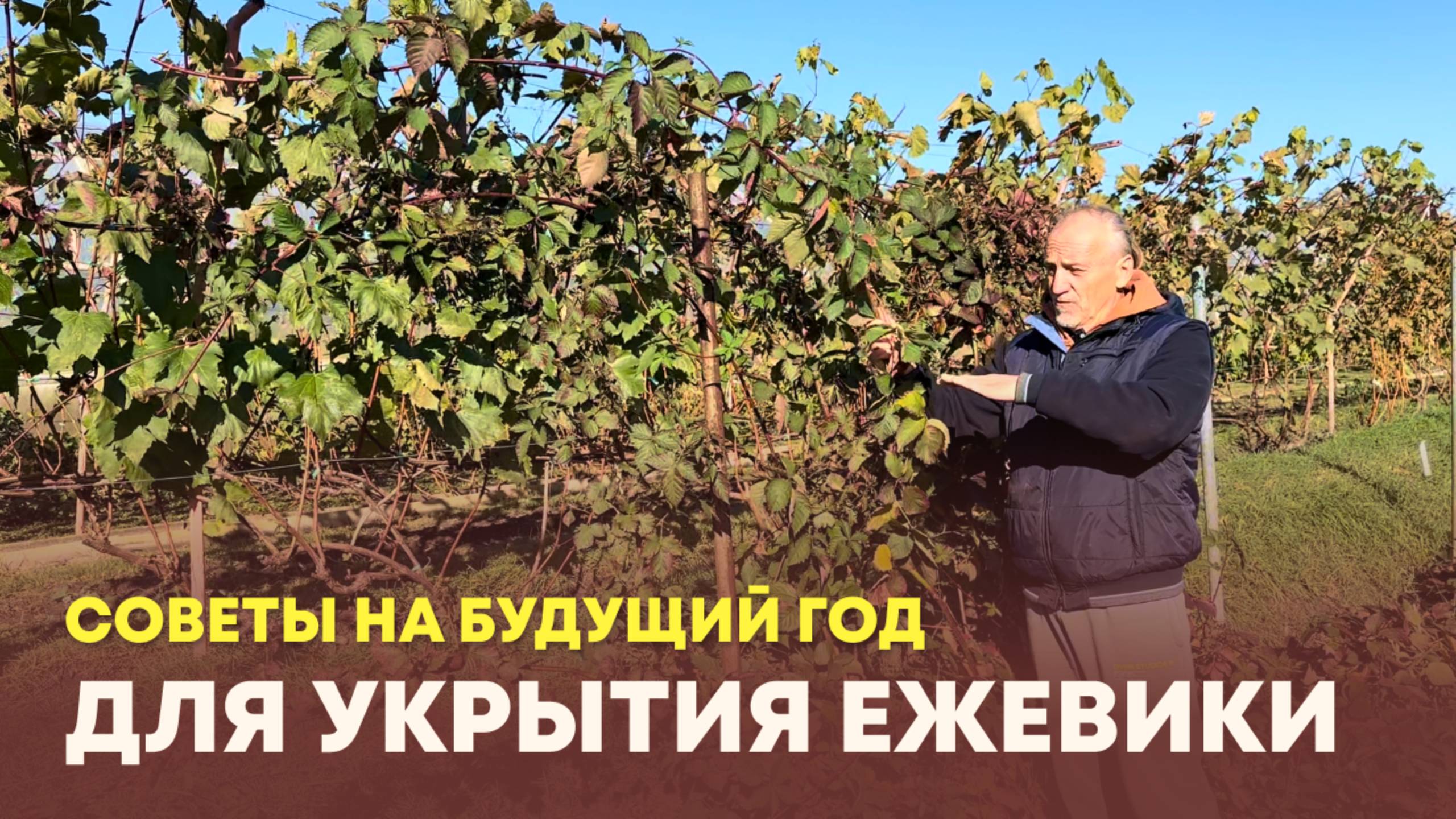 Советы обрезки ежевики на будущий год