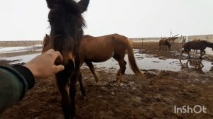 Я вернулься )).Отел .Про Откорм. Лошади