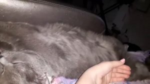 Кошки спят .Cats sleep.