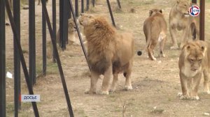 Трагедия в Парке львов «Тайган»