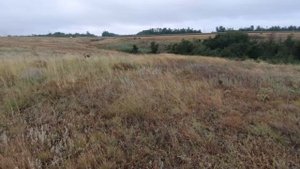 Открытие охоты на перепела 2024г. Hunting.