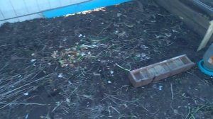 гусеводство,начало,вторая неделя,питание.советы для начинающих