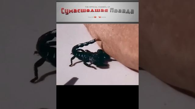ЧТО БУДЕТ ЕСЛИ УЖАЛИТ СКОРПИОН ? / ПОСЛЕДСТВИЯ УКУСА СКОРПИОНА В РОССИИ