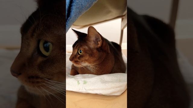 ТАК УЮТНО  #dreams #cat #умныйкот #catlover #smartcat #кот #умныекоты #cute #умныекошки