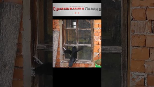 Почему птица стучит в окно?#примета#к чему#птица#стучит#в окно#одинокий голубь#