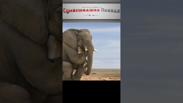 кого боятся слоны?