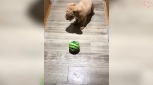 Напуганные собачки 2024