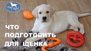Что нужно подготовить заранее к появлению щенка ЛАБРАДОРА в вашем доме.
