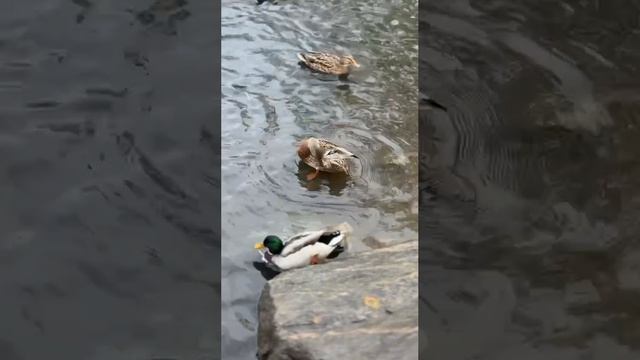 🌿🐥 Уточки на пруду: маленькие жители студенческого университета 🦆✨
