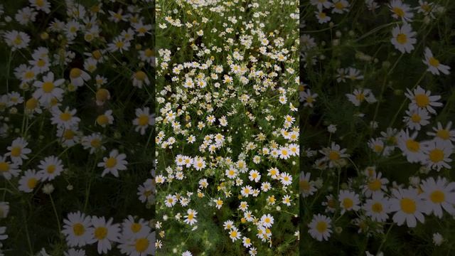 Распустились ромашки на поле. 🌼