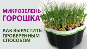 Микрозелень гороха за 10 дней на кокосовом субстрате - пошаговая инструкция