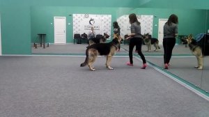 Подготовка ВЕО к выставке, хэндлинг.