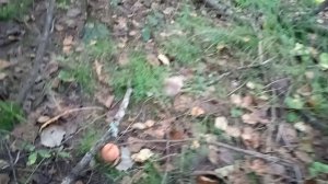 грибы