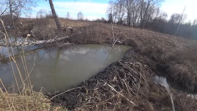 Плотина бобров 2 смотреть онлайн