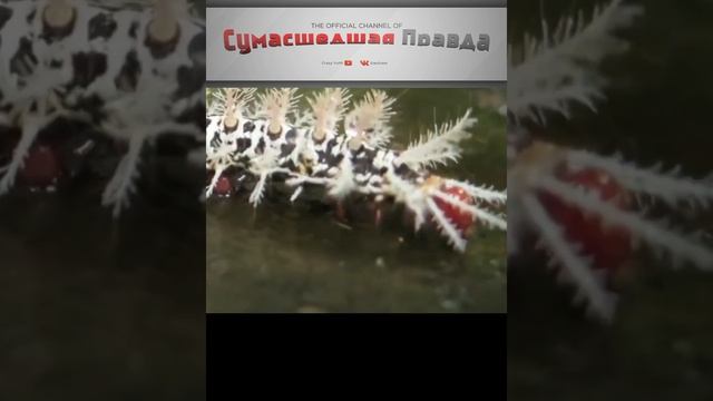 Топ самых опасных насекомых. Лономия.
